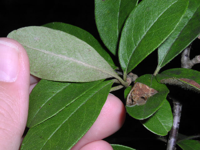 Rediscovered After 50 Years: The ‘Woolly Devil’ Plant That’s Redefining Big Bend’s Ecosystem 3 'Woolly devil' leaf