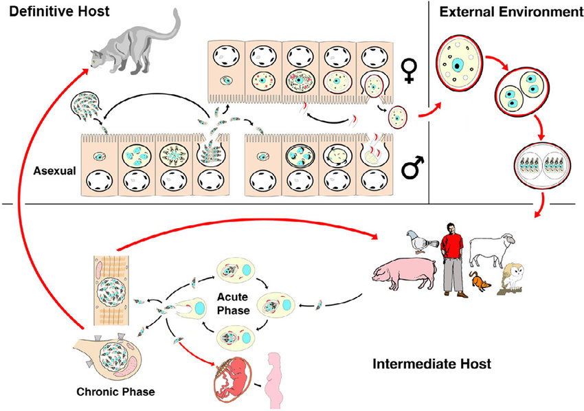 An infographic illustrating the complete life cycle of the Toxoplasma gondii parasite