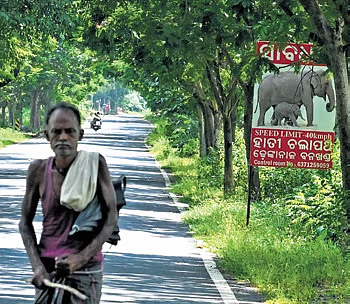 Elephant Rampage Turns Deadly in Odisha: Man Trampled, Fear Grips Hindol Residents 2 Hindol Residents